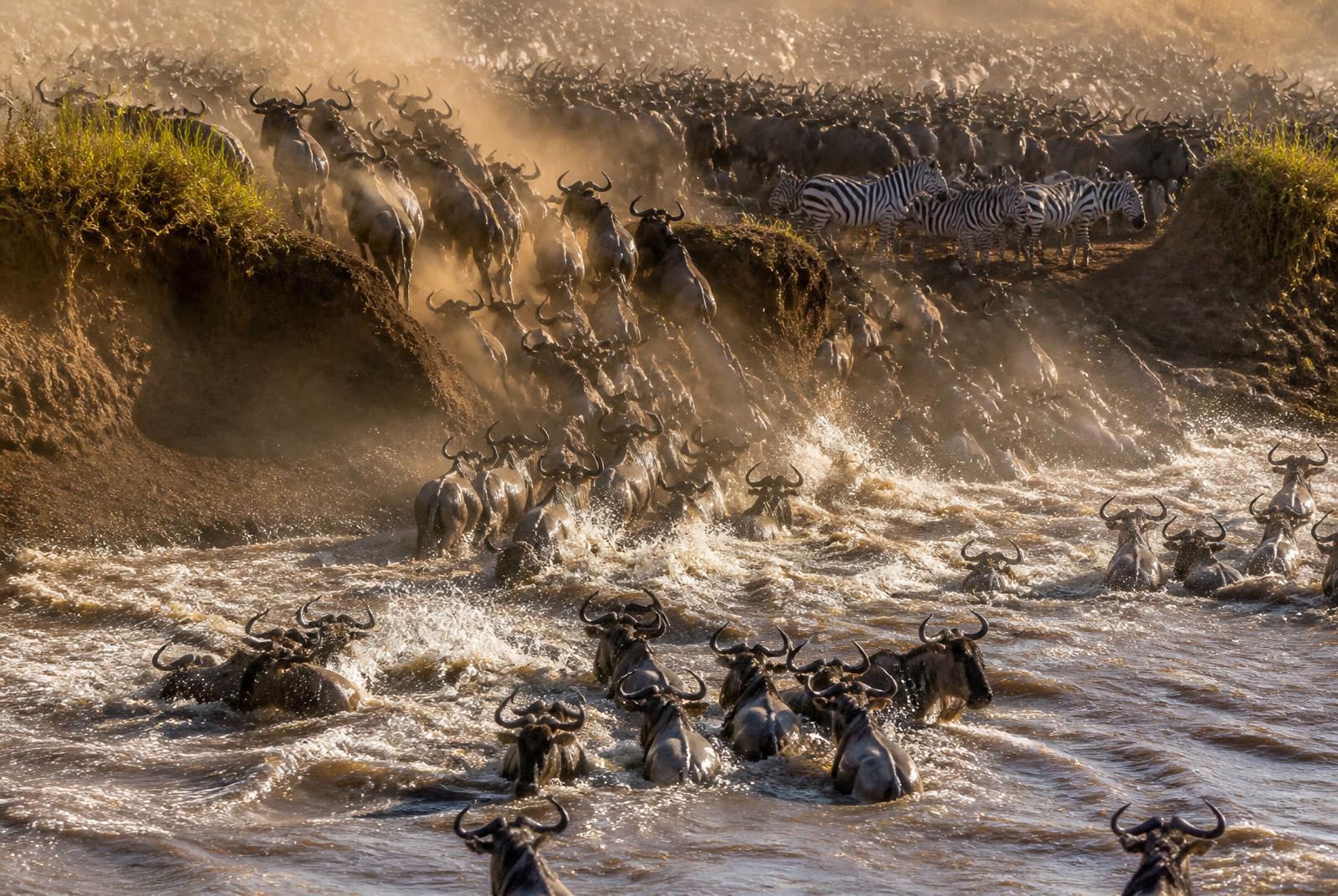 Wildebeest crossing the Mara River during the great migration
